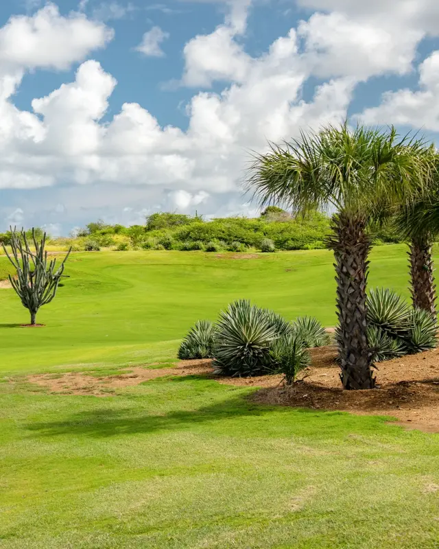 Bring your clubs and your crew. It’s tee time in paradise!⛳
.
. 
. 
. 
#bluebaycuracao #bluebay #blauwbaai #curacao #enjoylifewithbluebay #enjoylife #everydaycanbeabluebayday #bluebayforaday #bluebayfan #bluebaybeach #feelitforyourself #holiday #travel #travelgram #summer #instagood #photooftheday #instatravel #wanderlust #curacao #korsou #dushikorsou #caribbean #stay #stayatbluebay